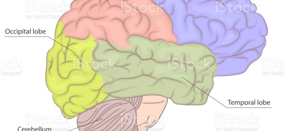 Occcipital lobe