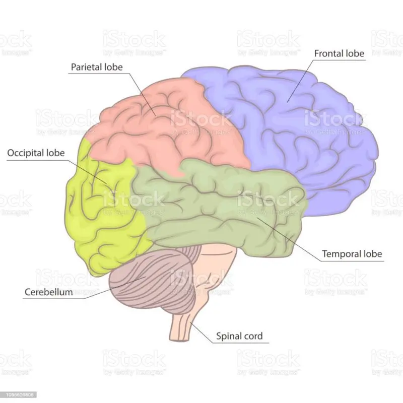 Lobe occipital