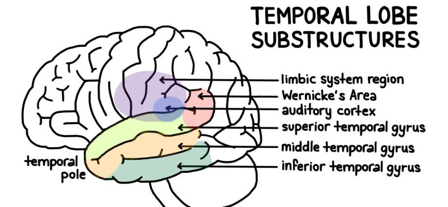 lobe temporal