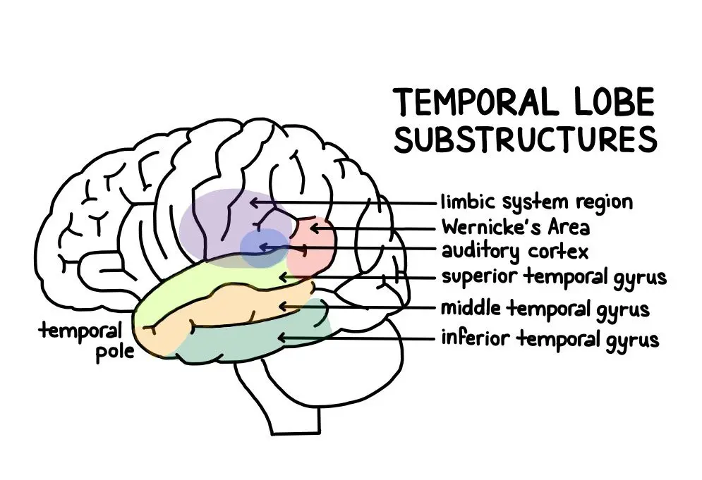 Lobe temporal