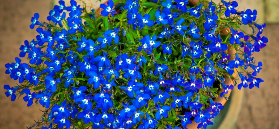 Lobelia perennial: planting, care