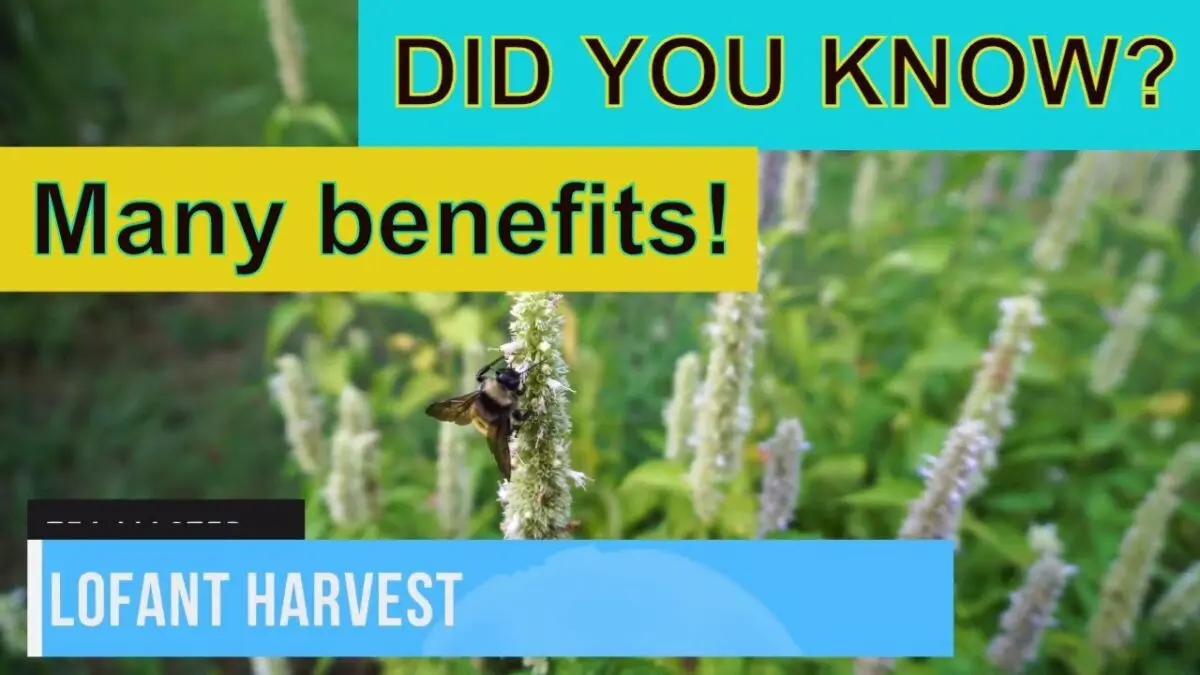 Lofant: medicinal and beneficial properties. Video