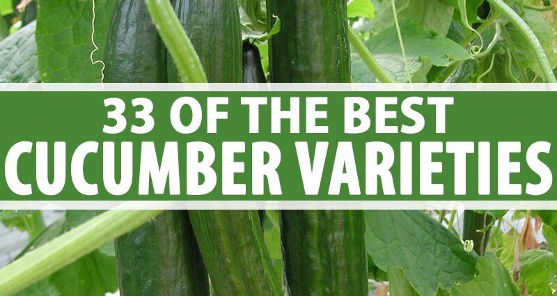 Long cucumbers: varieties of long cucumbers, photo of a long cucumber