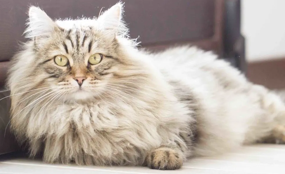 Long-haired cat: how to maintain it?