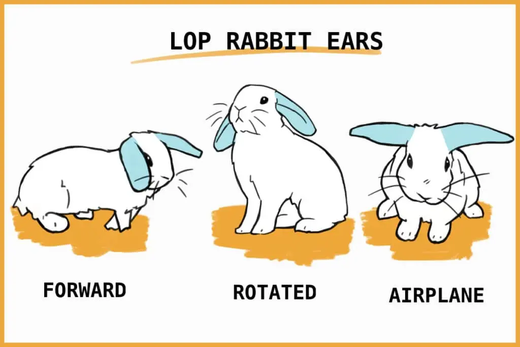 Lop-ear: how to clean it at home?