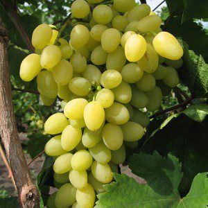 Lora grape: variety description