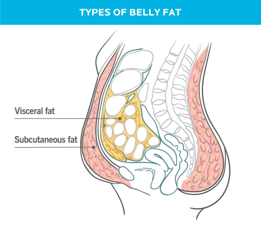 Losing Belly Fat: What Does Science Really Say?