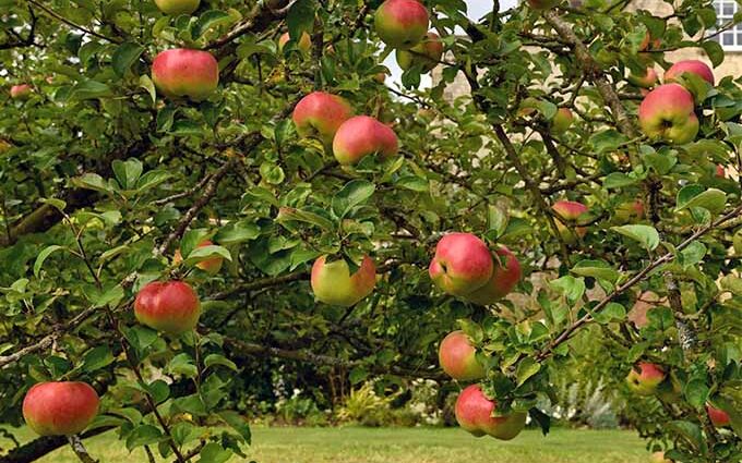Alacsony növekedésű almafák: a legjobb fajták