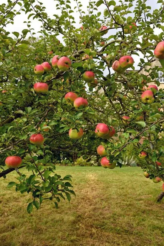 Low-growing apple trees: the best varieties