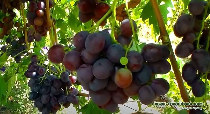 Lowland grape: grape variety