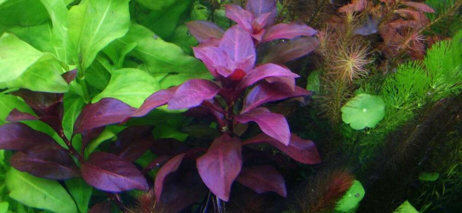 Ludwigia creeping plant