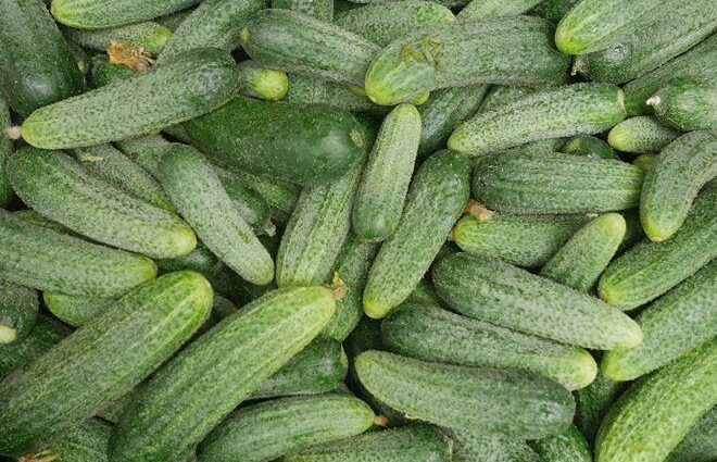 Lukhovitsky cucumbers: variety description