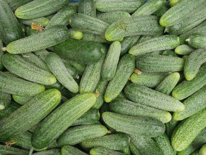 Lukhovitsky cucumbers: variety description