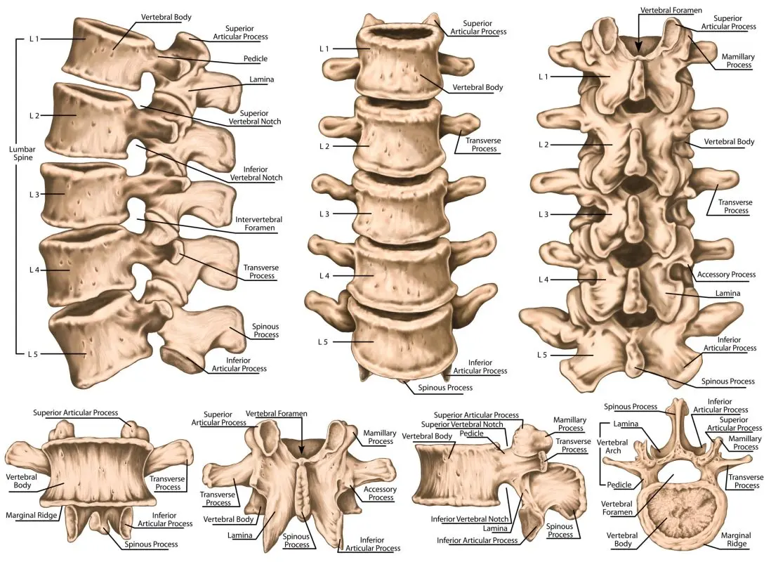 Lumbar spine