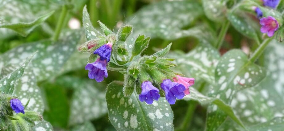 Lungwort herb: planting a flower