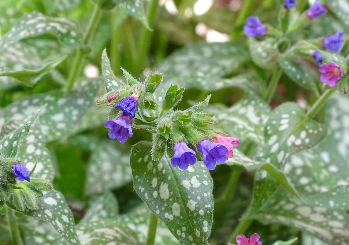 Lungwort herb: planting a flower