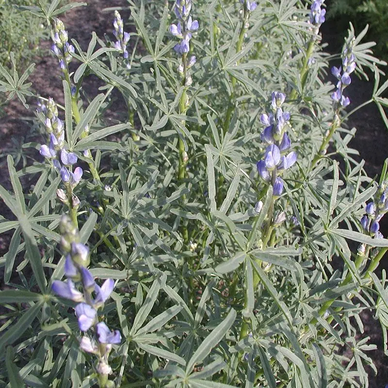 Lupine as green manure: growing, when to sow