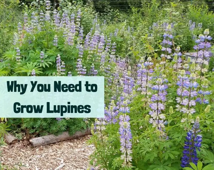 Lupine: autumn planting in the ground and care