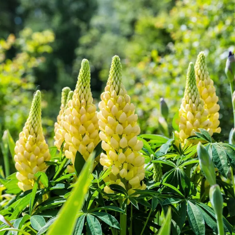 Lupine flower yellow, multi-leaved