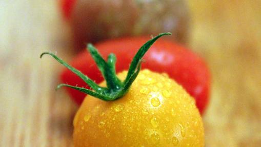 Luxury tomatoes, garden exclusivity