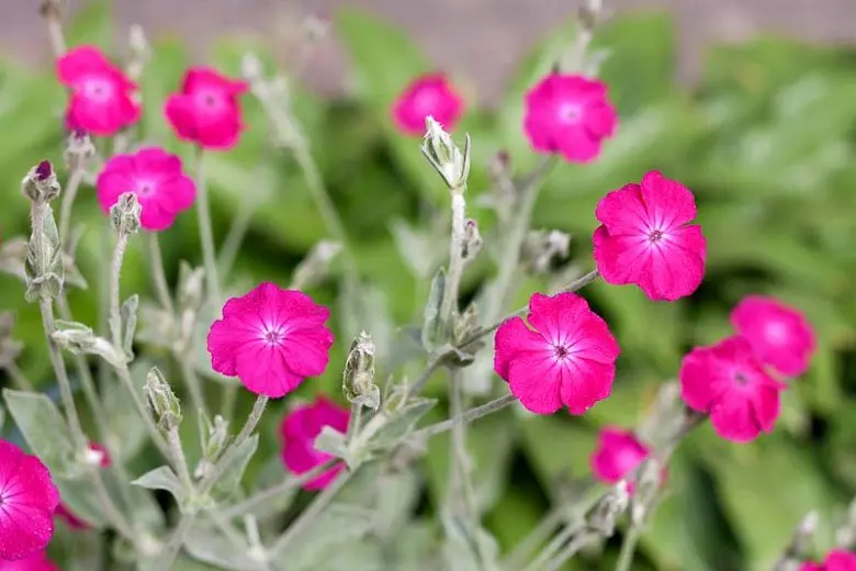 Lychnis crown: planting and care