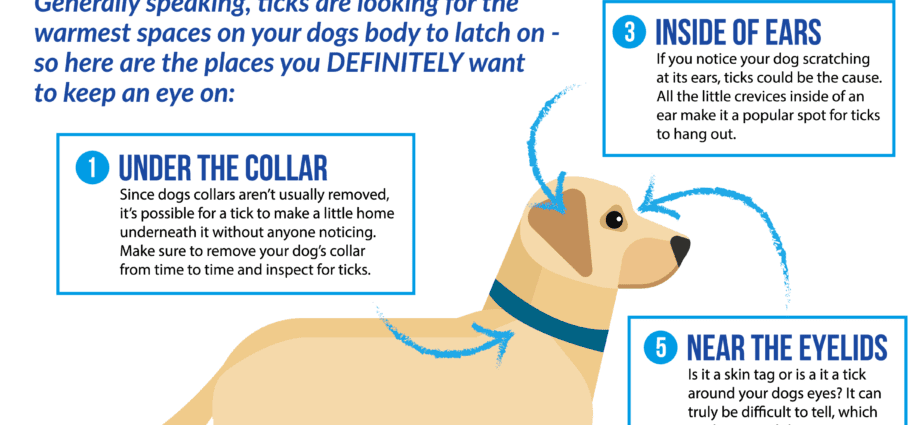 Lyme sykdom hos hunder: hvordan oppdager og behandler det?