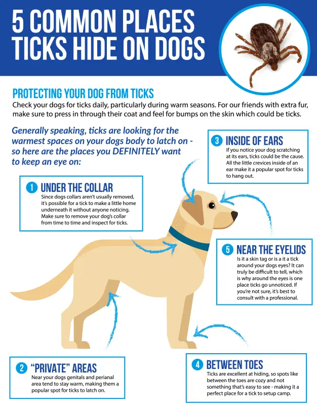 Lyme disease in dogs: how to detect and treat it?