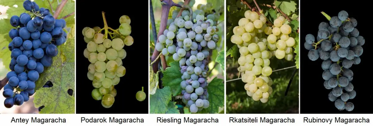 Magarach grapes: description of the variety