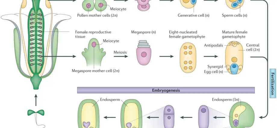 Maintenance and reproduction of globular cladophores