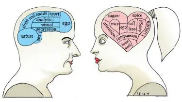 Male and female brains: what are the differences?