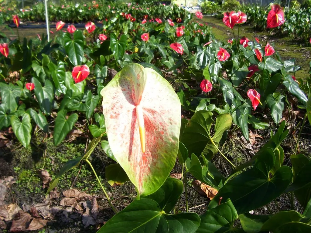 Male flower anthurium: how to care