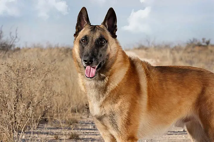 Malinois