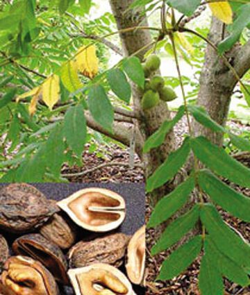 Manchurian walnut: description of the species, cultivation and planting