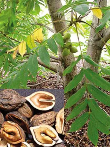 Manchurian walnut: description of the species, cultivation and planting