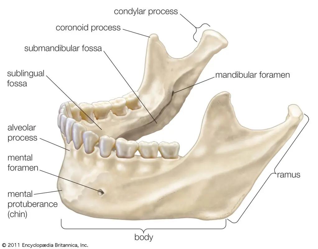 Mandible