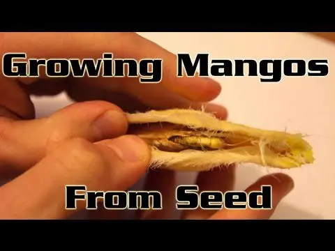 Mango from a bone: how to grow? Video
