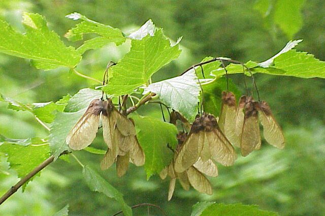 Maple Tatarsky: una descrizzione di questu arburu ornamentale o arbustu