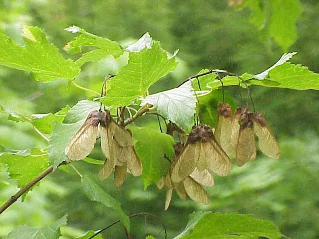 Maple Tatarsky: a description of this ornamental tree or shrub