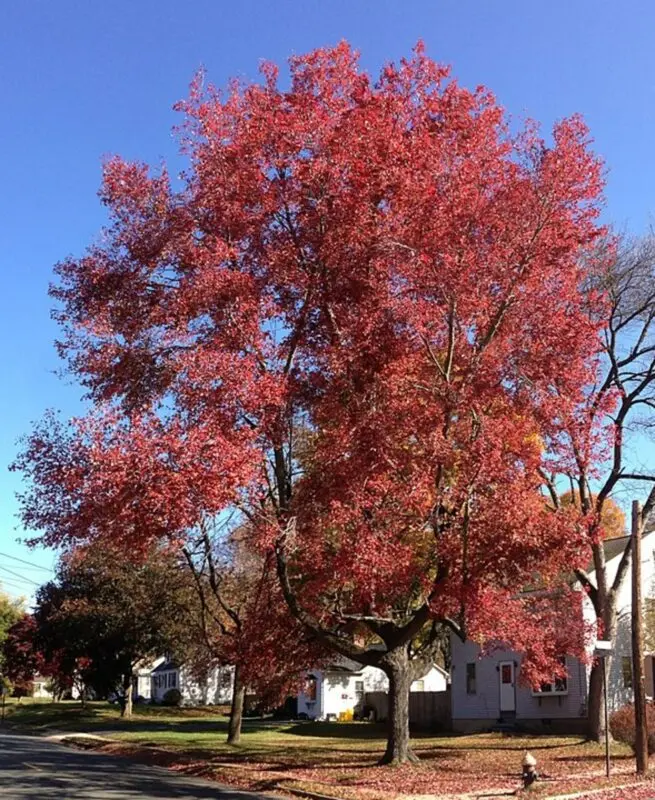 Maple tree: description