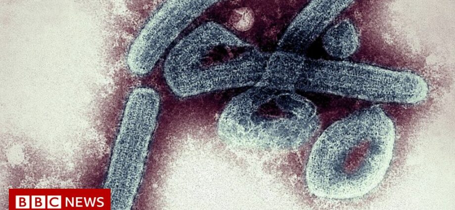 Marburg virus: is the disease detected in Guinea dangerous?