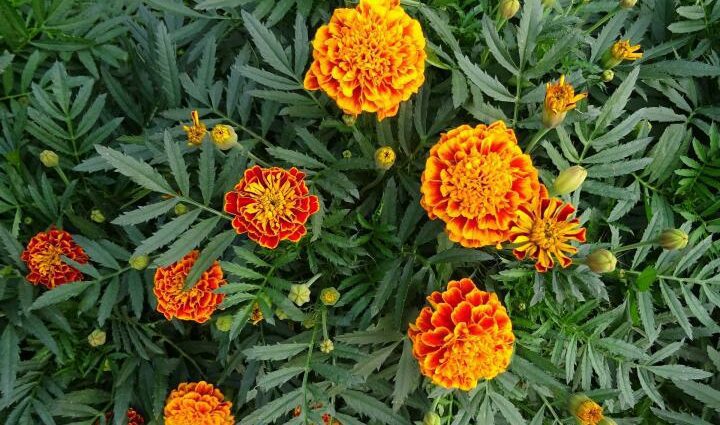 Marigold flowers: growing