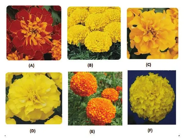 Marigolds: names, undersized varieties