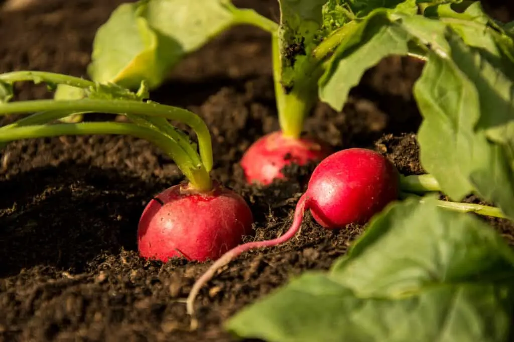 Marjoram radish: planting