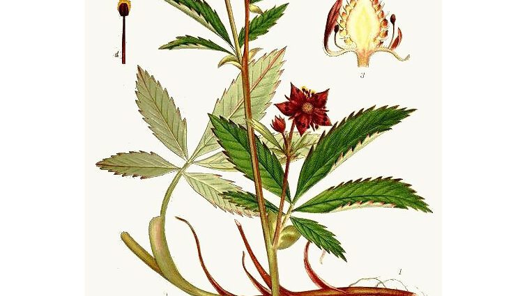 Marsh cinquefoil: medicinal properties. Video