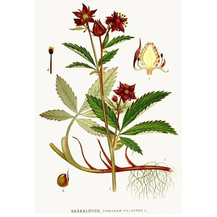 Marsh cinquefoil: medicinal properties. Video