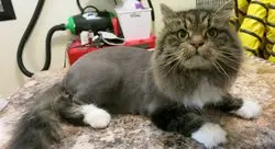 Master, why? 20 awful cat haircuts