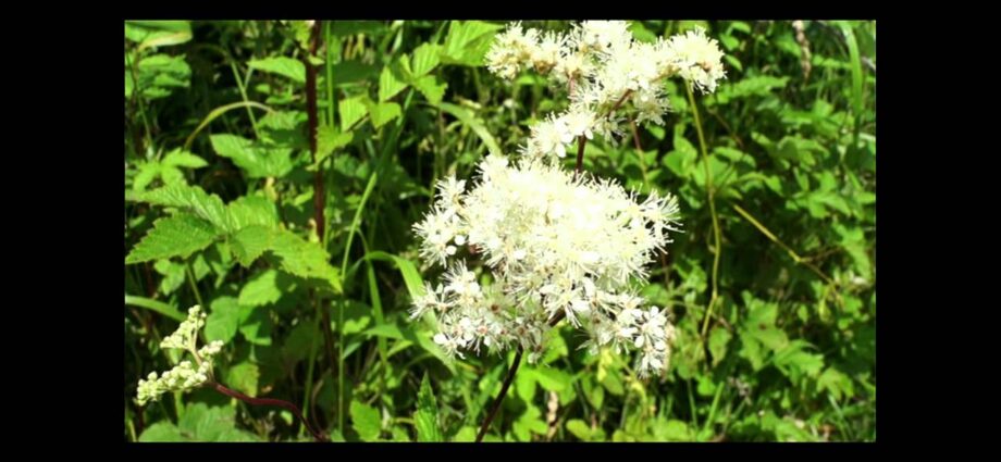 Meadowsweet: medicinal and medicinal properties. Video