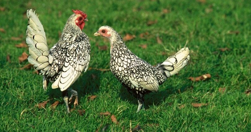Mini kuřata masa: popis plemene