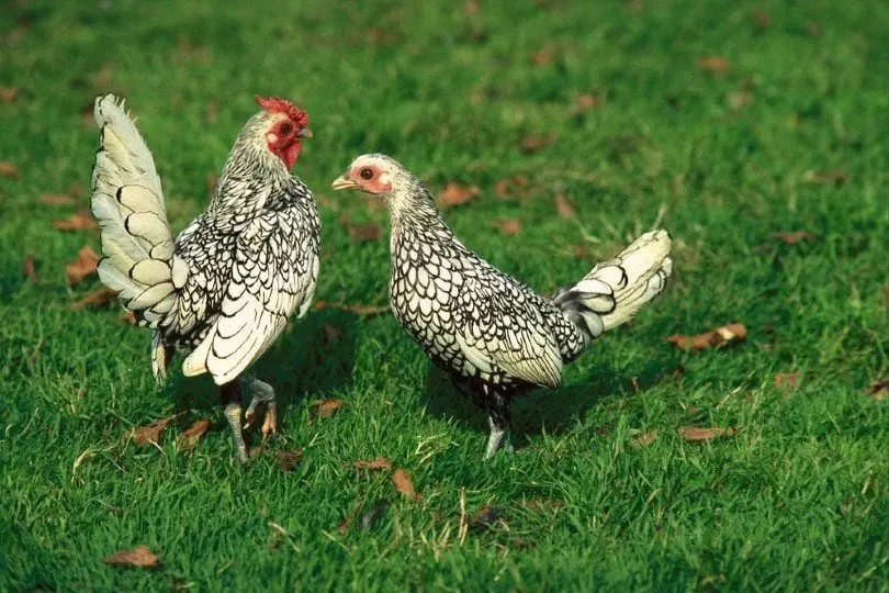 Meat mini chickens: breed description