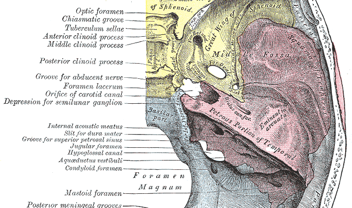 มีทัส (foramen): ปากในกระดูกหรืออวัยวะนี้สอดคล้องกับอะไร?